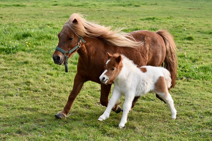 Ponies Express Private Tour to Scalloway - Photo 1 of 4